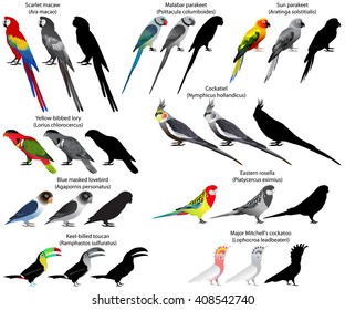 Collection of different species of parrots. Colour and black-and-white vector.