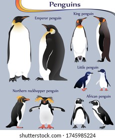 Sammlung verschiedener Pinguinarten in Farbbildern: Kaiser, König, kleiner, afrikanischer, nördlicher Rockhopper