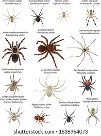 Collection of different species of spiders in colour image