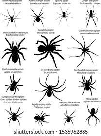 Collection of different species of spiders in silhouettes