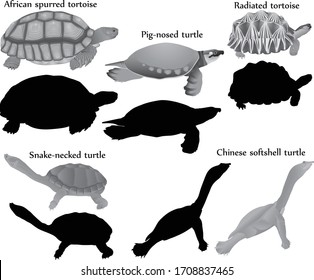 Collection of different species of turtles and tortoises in black-white image and silhouette: pig-nosed turtle, snake-necked turtle, chinese softshell, african spurred tortoise, radiated tortoise