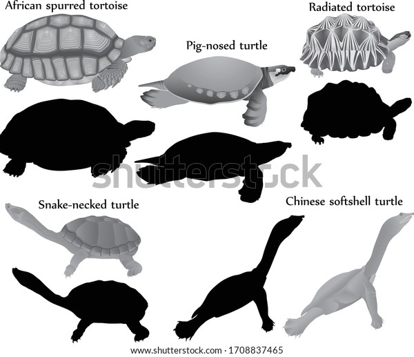 Collection of different species of turtles and\
tortoises in black-white image and silhouette: pig-nosed turtle,\
snake-necked turtle, chinese softshell, african spurred tortoise,\
radiated tortoise