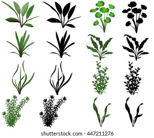 Collection of different species of water plants