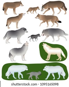 Collection of different species of wolves and wolf-cubs
