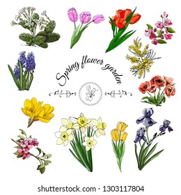 Collection of different spring flowers: tulip, iris, narcissus, malus, papaver, crocus, mimosa, muscari and primula. Hand drawn color  sketch. Vector illustration isolated on white background.