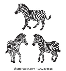 Collection of different striped zebras vector drawing black and white graphics isolated. Wild animal of africa.