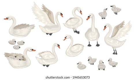 Collection of different Swans. Cubs and adults. Lecturing, floating birds. Vector flat illustration.