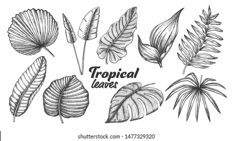 Collection of Different Tropical Leaves Set Vector. Exotic Jungle Tree And Bush Leaves. Element Of Beautiful Nature Botanical Plants Monochrome Hand Drawn In Vintage Style Illustrations