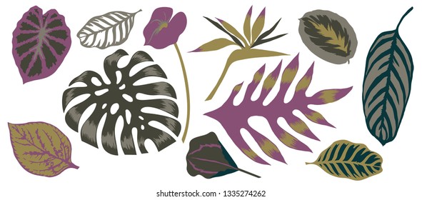 Collection of different tropical tree and leaves. Vector botanical set.