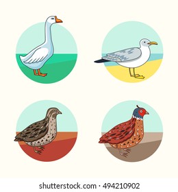 Collection of different type of bird. California Quail. Goose. Herring Gull.  Cartoon style.  Modern vector  illustration for web or print using. 