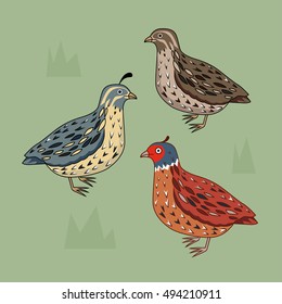 Collection of different type of  quail. California Quail. Blue bird. Brown bird. Bright bird. Cartoon style. Isolated on green.