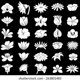 Colección de diferentes tipos de flores