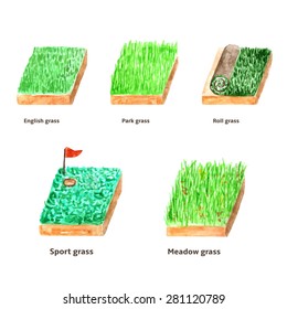 Collection of different types of grass, landscape design set of english, park, meadow, roll and sport grass made in watercolor technique, outdoor interior
