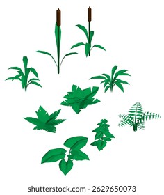 A collection of different types of plants, including ferns and grasses. The plants are all green and vary in size and shape. Concept of nature and the beauty of the outdoors
