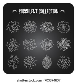 A collection of different types of succulents. Vector illustration of a chalk on a blackboard. Hand painted style. Set isolated objects in different angles for your design