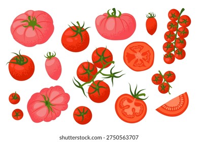 A collection of different types of tomatoes, such as cherry tomatoes on the vines, sliced tomatoes, and whole ripe tomatoes. Vector Illustration.