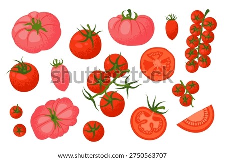 A collection of different types of tomatoes, such as cherry tomatoes on the vines, sliced tomatoes, and whole ripe tomatoes. Vector Illustration.