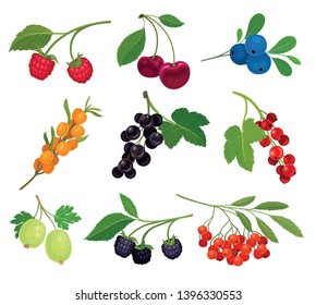 Collection of different varieties of berries on the stem with leaves. Vector illustration on white background.