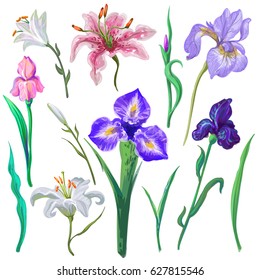 Collection of different vector flowers for bouquet creation iris, lily, leaves. vector hand drawn elements isolated on white background