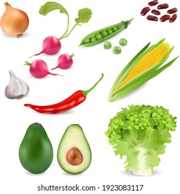 collection of different vegetables. high quality vector 