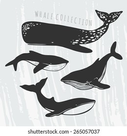 collection of different whales, black and white drawings of oceanic mammals 