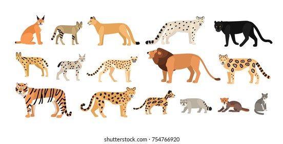 Collection of different wild and domestic cats. Exotic animals of Felidae family isolated on white background. Bundle of cute cartoon characters. Flat colorful zoological vector illustration.