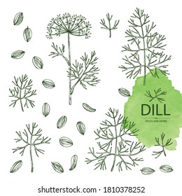 Collection of dill: dill leaves and seeds. Herbs and spices. Vector hand drawn illustration.