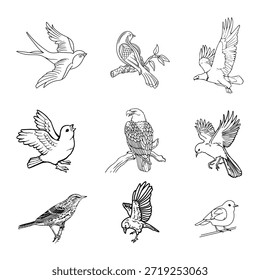 Colección de diversas siluetas de aves y bocetos de arte lineal que incluyen águilas, halcones y pájaros cantores. Conjunto de Vector de Profesional para guías de naturaleza, educación sobre la vida silvestre y diseño decorativo.