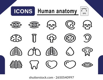 A collection of diverse human anatomy icons, featuring various body parts and systems. This set offers clear, stylized representations suitable for medical, educational, or fitness-related designs.
