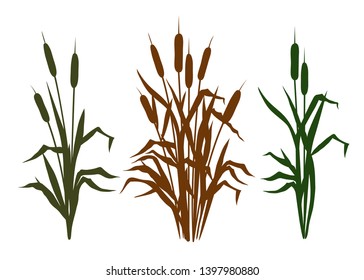 Collection  diverse silhouettes bulrush  
  Clipart  Vector templates various narrowleaf cattails  Illustration nature  