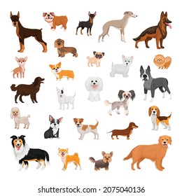 Collection of dogs of different breeds isolated on white background.