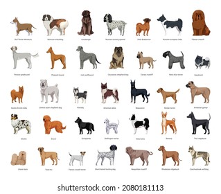 Collection of dogs of various breeds in a detailed style. Realistic illustrations.