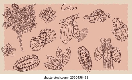 Collection of doodle or line art style cocoa plant illustrations