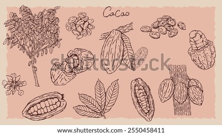 Collection of doodle or line art style cocoa plant illustrations