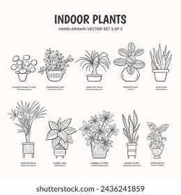 Collection of doodle plants for indoor spaces. Tropical plants, succulents and cactus. English and scientific names below the plant drawing. Set 2 of 5. Lineart vector illustration.