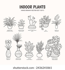 Collection of doodle plants for indoor spaces. Tropical plants, succulents and cactus. English and scientific names below the plant drawing. Set 5 of 5. Lineart vector illustration.