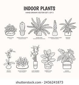 Collection of doodle plants for indoor spaces. Tropical plants, succulents and cactus. English and scientific names below the plant drawing. Set 1 of 5. Lineart vector illustration.