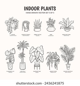 Colección de plantas de garabatos para espacios interiores. Plantas tropicales, suculentas y cactus. Nombres científicos e ingleses debajo del dibujo de la planta. Juego 3 de 5. Ilustración de vector lineal.