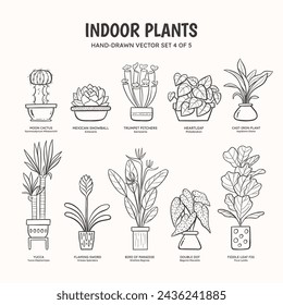 Collection of doodle plants for indoor spaces. Tropical plants, succulents and cactus. English and scientific names below the plant drawing. Set 4 of 5. Lineart vector illustration.