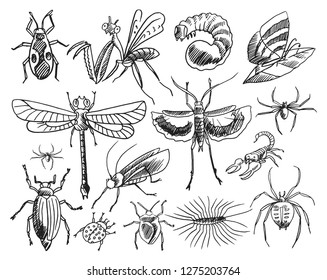Collection of doodle sketches of different insects isolated on white. Hand drawn elements