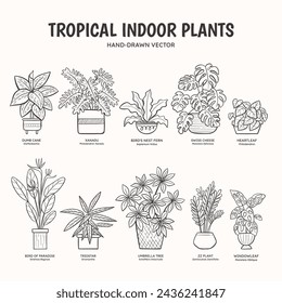 Collection of doodle tropical plants for indoor spaces. English and scientific names below the plant drawing. Lineart vector illustration.