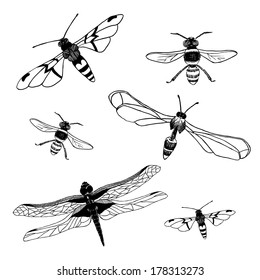 Collection of  dragonfly and bee isolated on white background. Set design elements. Vector illustration/ EPS 8