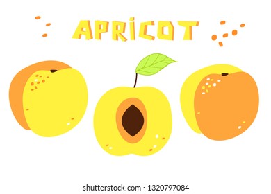 Collection of drawing of apricots: two whole fruit and one sliced apricot. Vector set of fresh food.