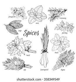 Collection of drawing with herbs and spicy. Hand drawn graphic illustrations. 