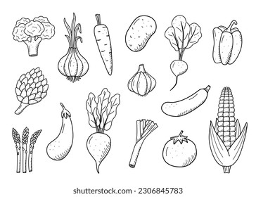 Collection of drawing vegetables in doodle style. A set of vector illustrations of the harvest corn potatoes carrots radishes beets garlic onions tomatoes, etc.