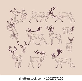 Collection of drawings of deer in various poses - grazing, fighting, standing, walking. Set of forest animal in different postures hand draw with contour lines. Monochrome vector illustration.
