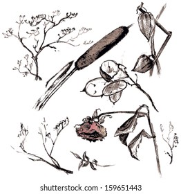A collection of dried plants.