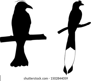 Collection of Drongo Bird on tree branch Silhouettes. Vector illustration isolated on white