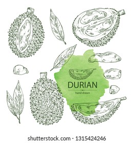 Collection of durian: fruit and leaves. Vector hand drawn illustration.