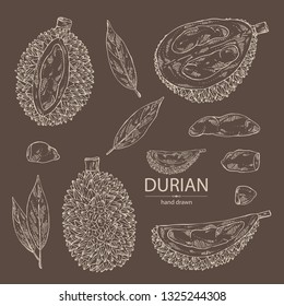 Collection of durian: fruit and leaves. Vector hand drawn illustration.
